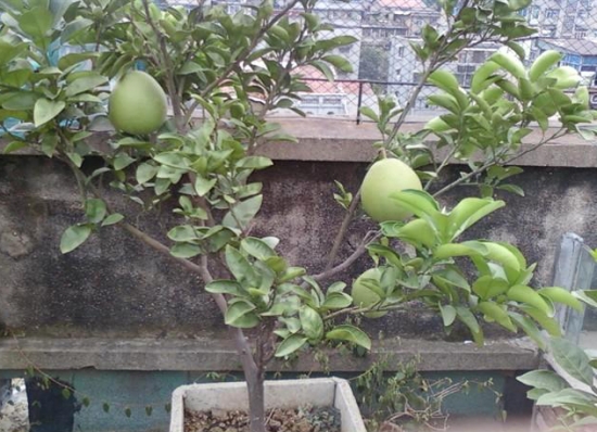 柚子 盆栽