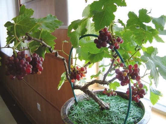 阳台上的葡萄盆栽