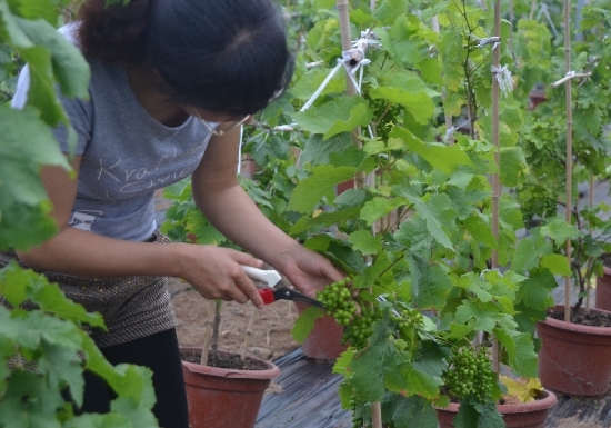 盆栽葡萄宜选何种品种
