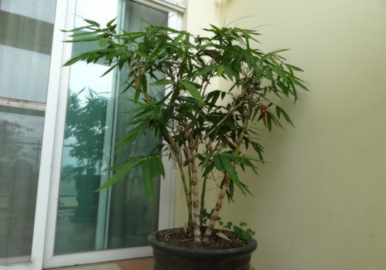盆竹