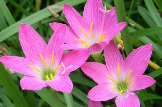 粉色葱兰花