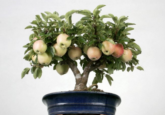 盆栽苹果