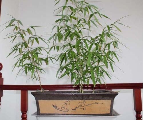 盆竹