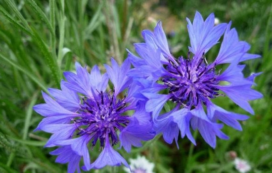 紫蓝色矢车菊