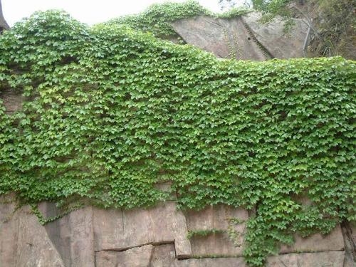 墙上的攀缘植物