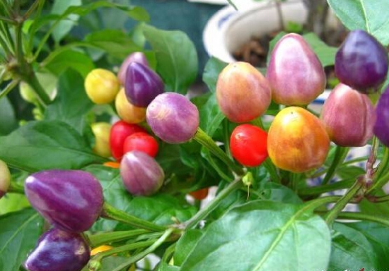五色椒有哪些特性，怎样栽培
