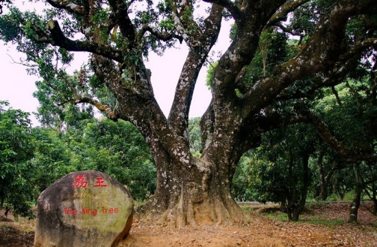 世界最老的荔枝树：荔王(荔枝树的种植与养护)