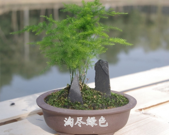 叶子最小的植物-文竹