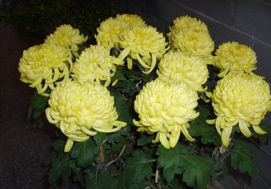 盆菊