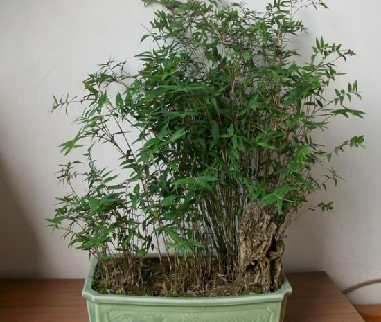 盆栽凤尾竹