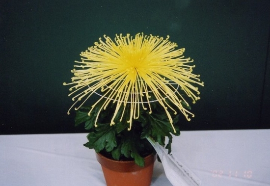 矮化的盆菊