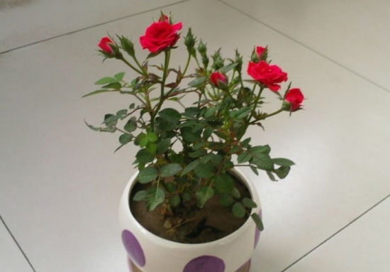 盆栽玫瑰（月季）