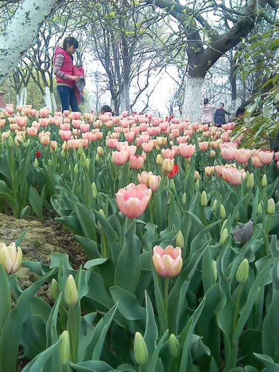 合肥植物园郁金香：4月中上旬为最佳观赏期