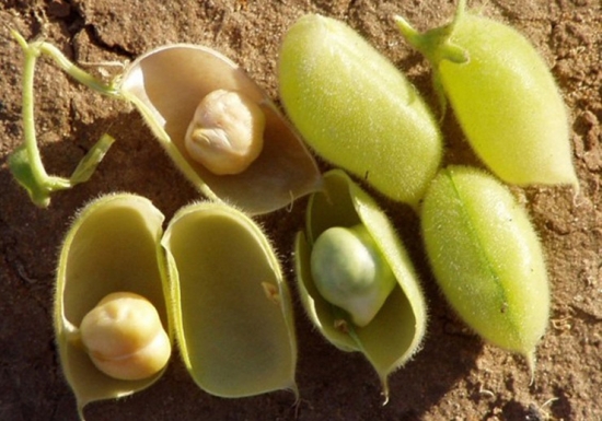 鹰嘴豆每天吃多少：一天食用50克鹰嘴豆为宜