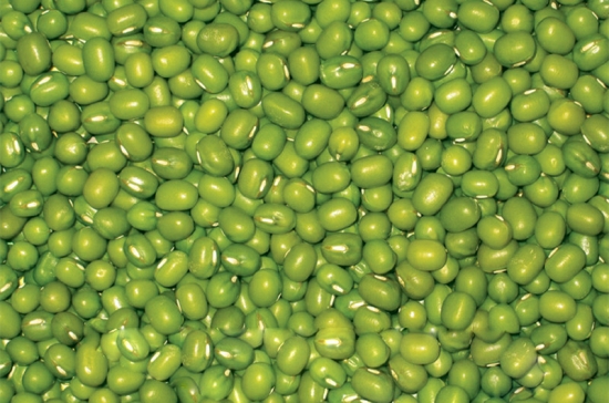 绿豆怎么种：从整地到管理阶段的介绍