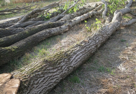 黑胡桃：常作木材,木材细致不开裂
