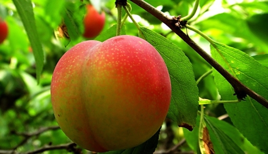 油桃的营养价值，富含多种维生素