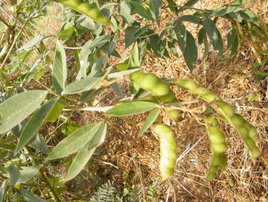 木豆是什么：为豆科植物木豆的种子，原产印度，耐瘠薄干旱