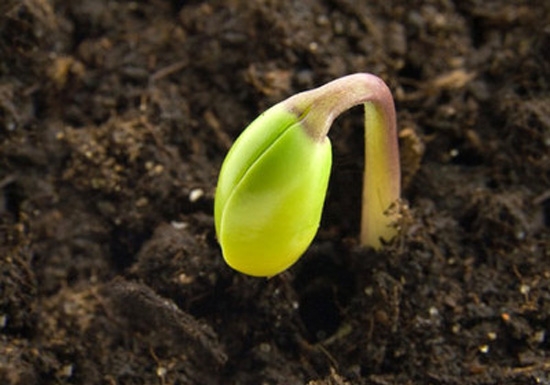 大豆种植技术：播种前种子要进行处理