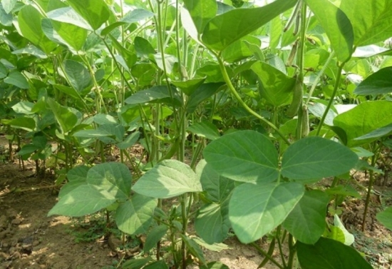 大豆种植技术：播种前种子要进行处理