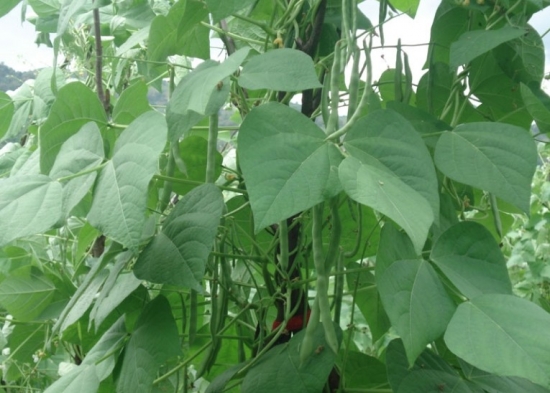 种植的芸豆