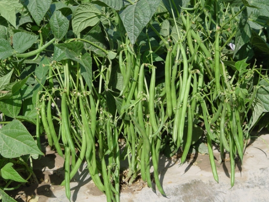 四季豆种植技术：地块选择,施肥很重要
