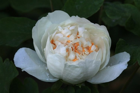 白色的牡丹花
