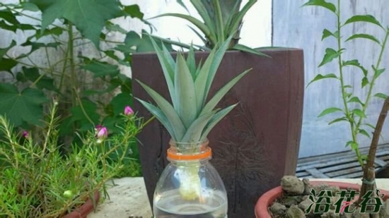 菠萝水培图