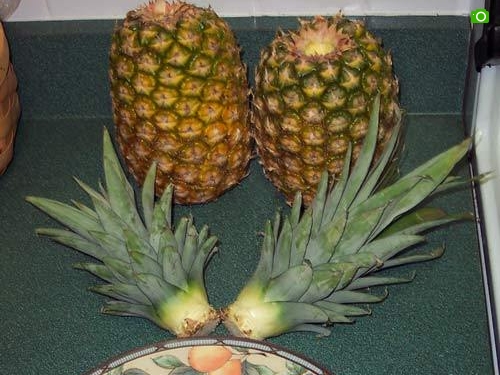 菠萝切需要种植的部分