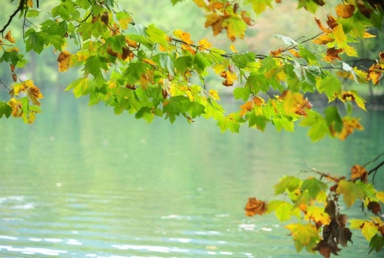 湖边一棵梧桐树图片