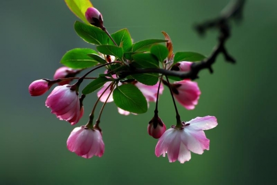 甜美的海棠花图片