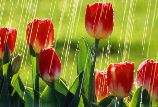 雨水滴在郁金香上图片