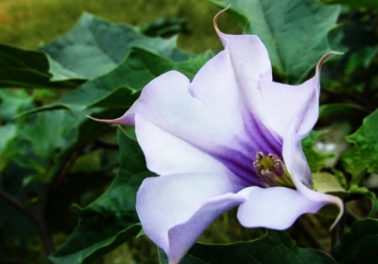 紫色曼陀罗花图片