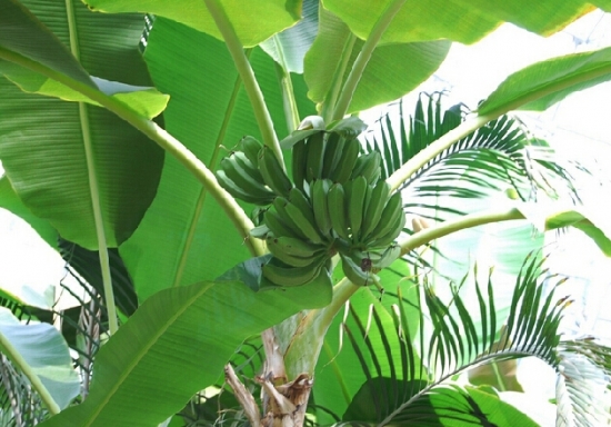 阳光下的芭蕉树图片