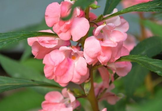 粉色的凤仙花图片