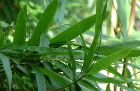 浓绿的凤尾竹图片