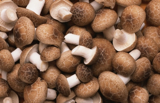 香菇的种植方法：适度和温度要求很高