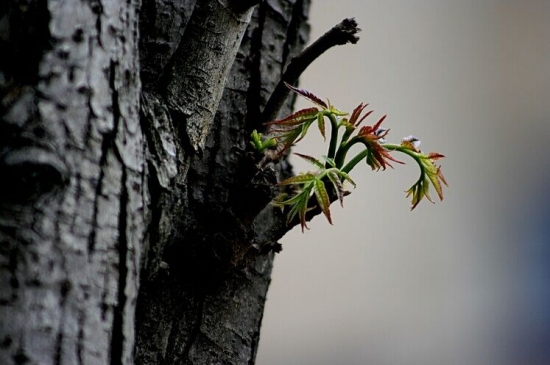 树上香椿的嫩芽
