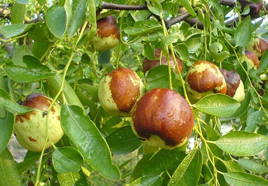 枣树品种：优良品种|观赏品种附图
