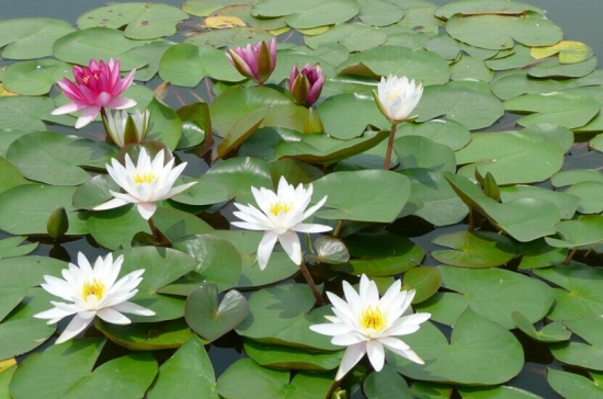 池中的睡莲开花了
