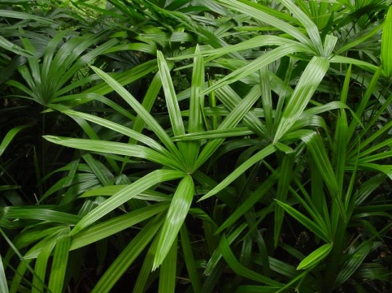 翠绿的棕竹