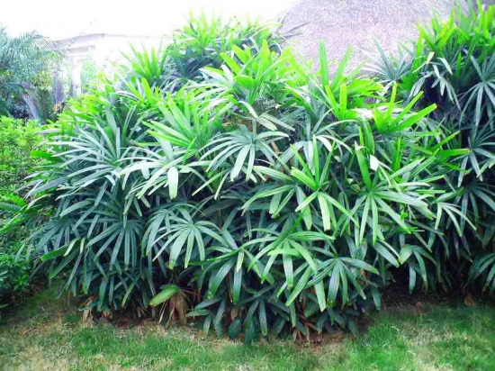 绿油油的棕竹