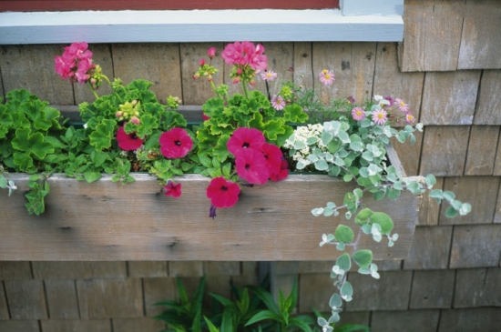 花卉夏季养殖常识你知道多少？