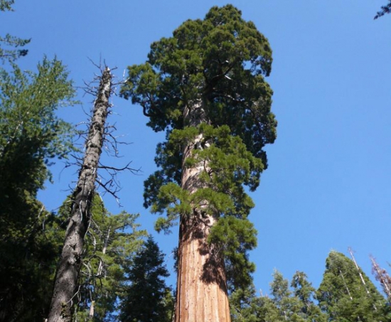 世界上最高的树：高达156多米,相当于50层楼(崔克蝴蝶自行车价格)