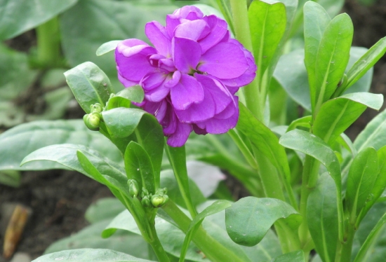 紫罗兰的养殖方法和注意事项：耐寒不耐阴,怕渍水