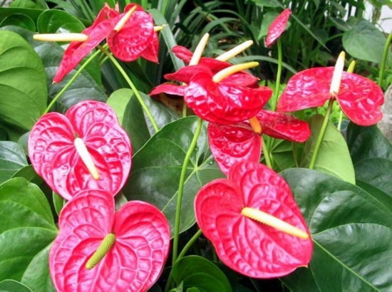 鮮豔的紅掌花