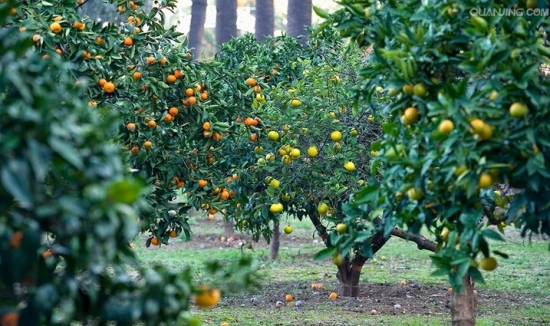 柠檬树的养殖方法和注意事项：喜光,但阳光过分强烈又生长不良