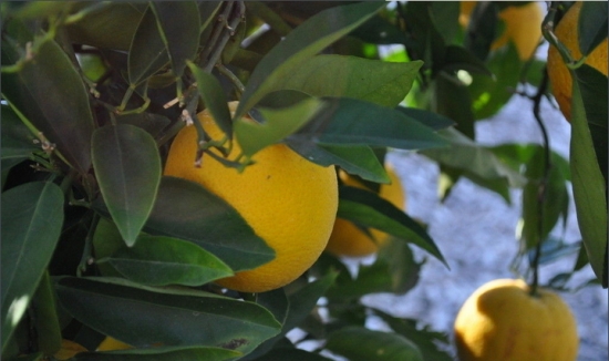 柠檬树的养殖方法和注意事项：喜光,但阳光过分强烈又生长不良