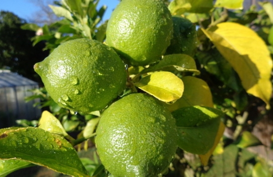 柠檬的养殖方法和注意事项：阳光过分强烈,生长不良
