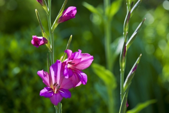 紫色剑兰花